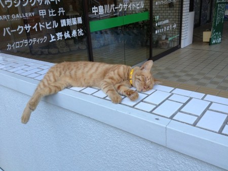 ねこ